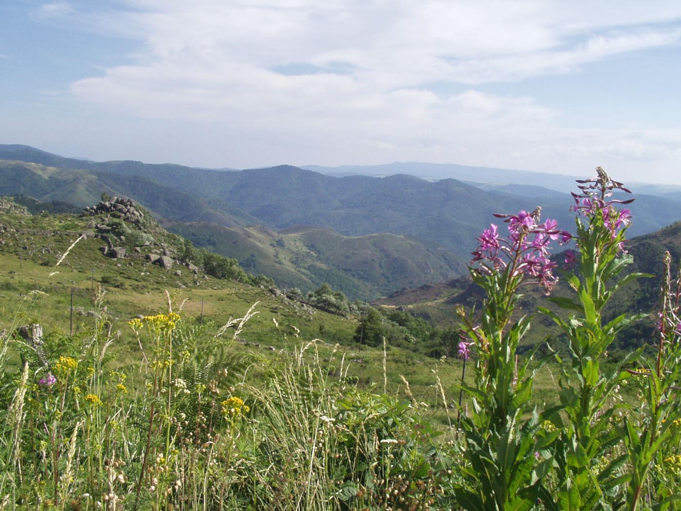 Willow-herb, Rosebay plant